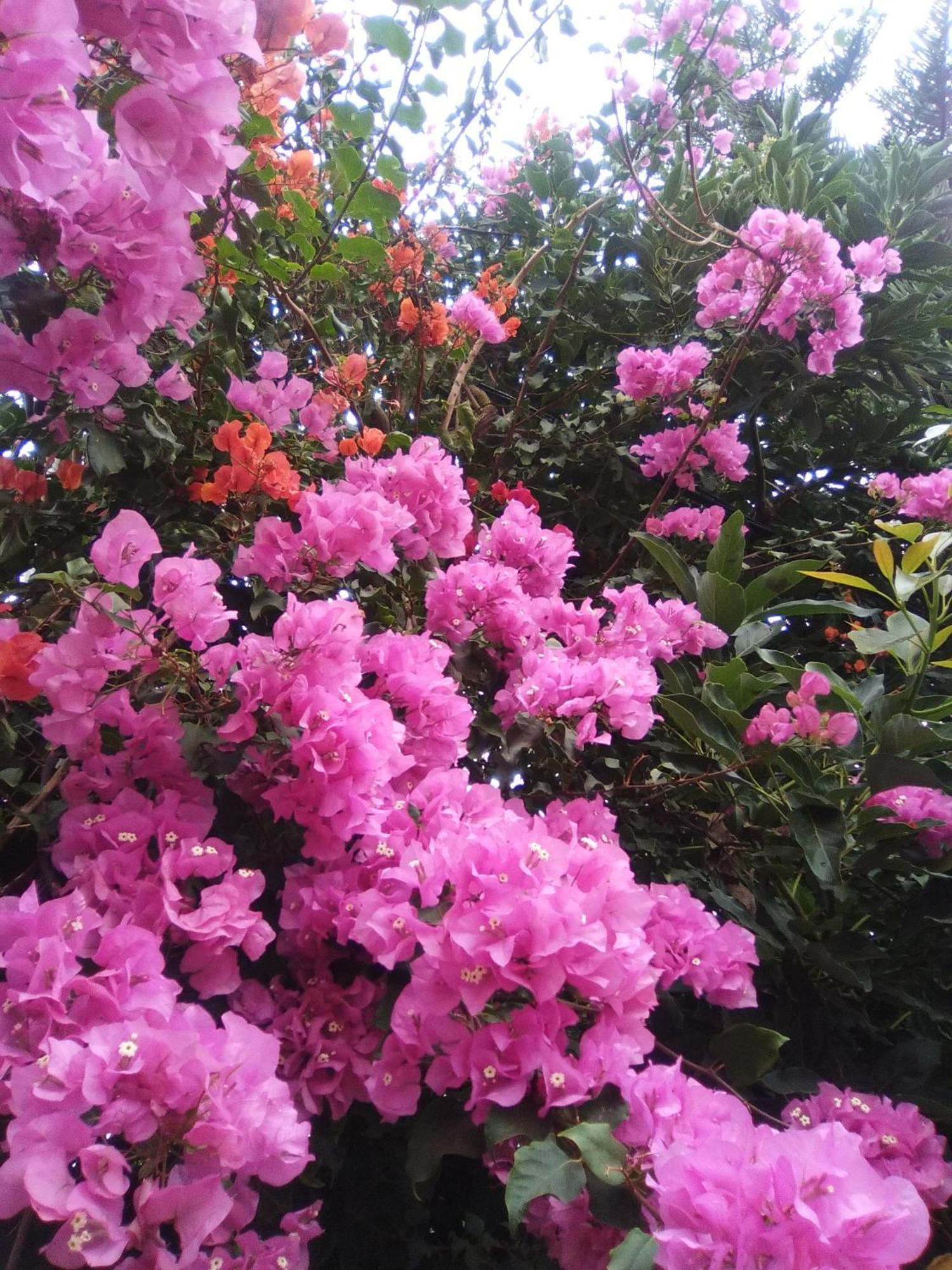 Mar De Flores Vega de San Mateo Exterior foto